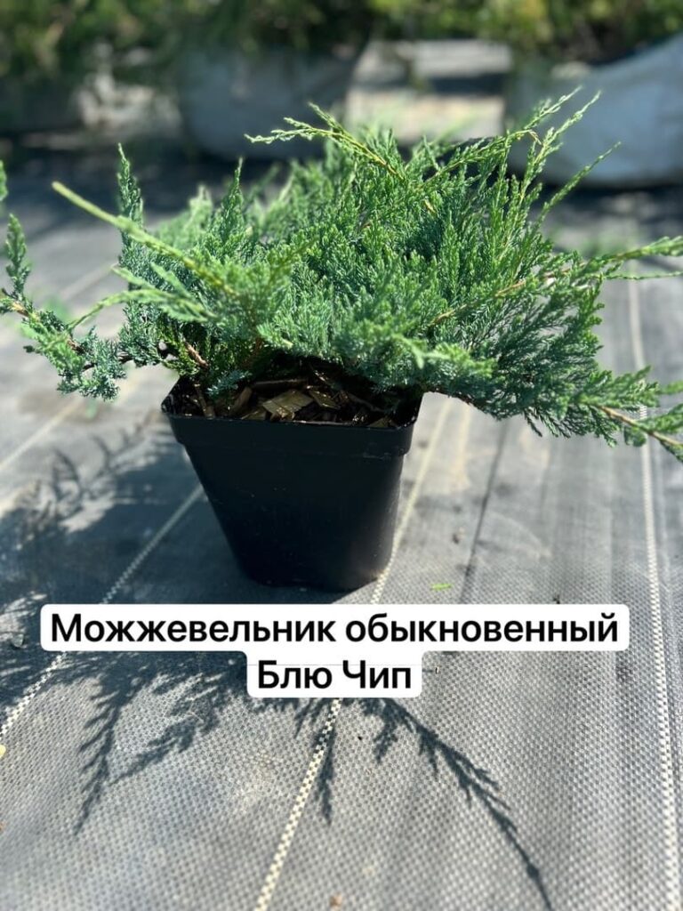 fXlVoBso0GU (1)