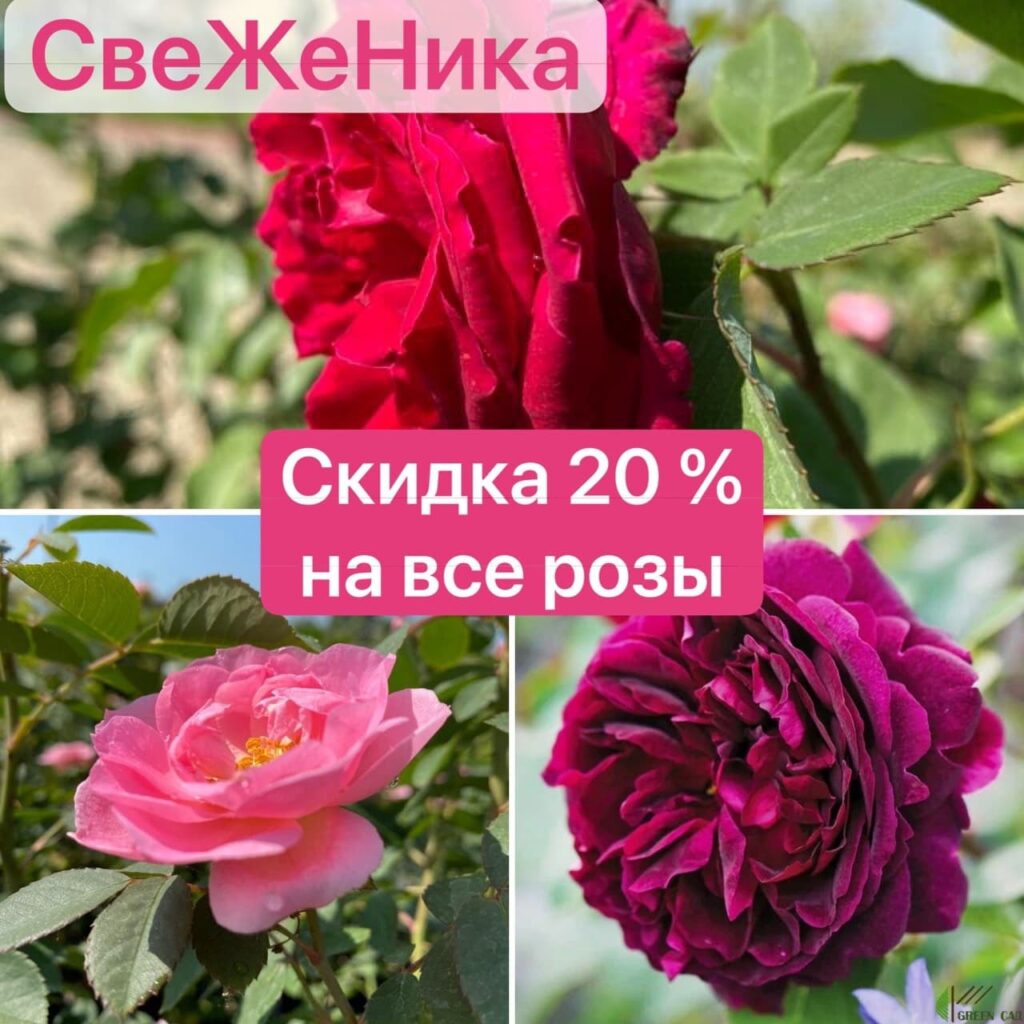 Розы