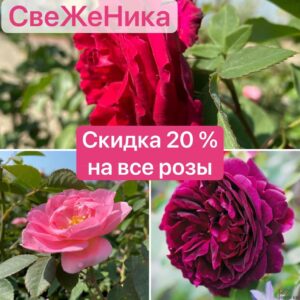 Розы
