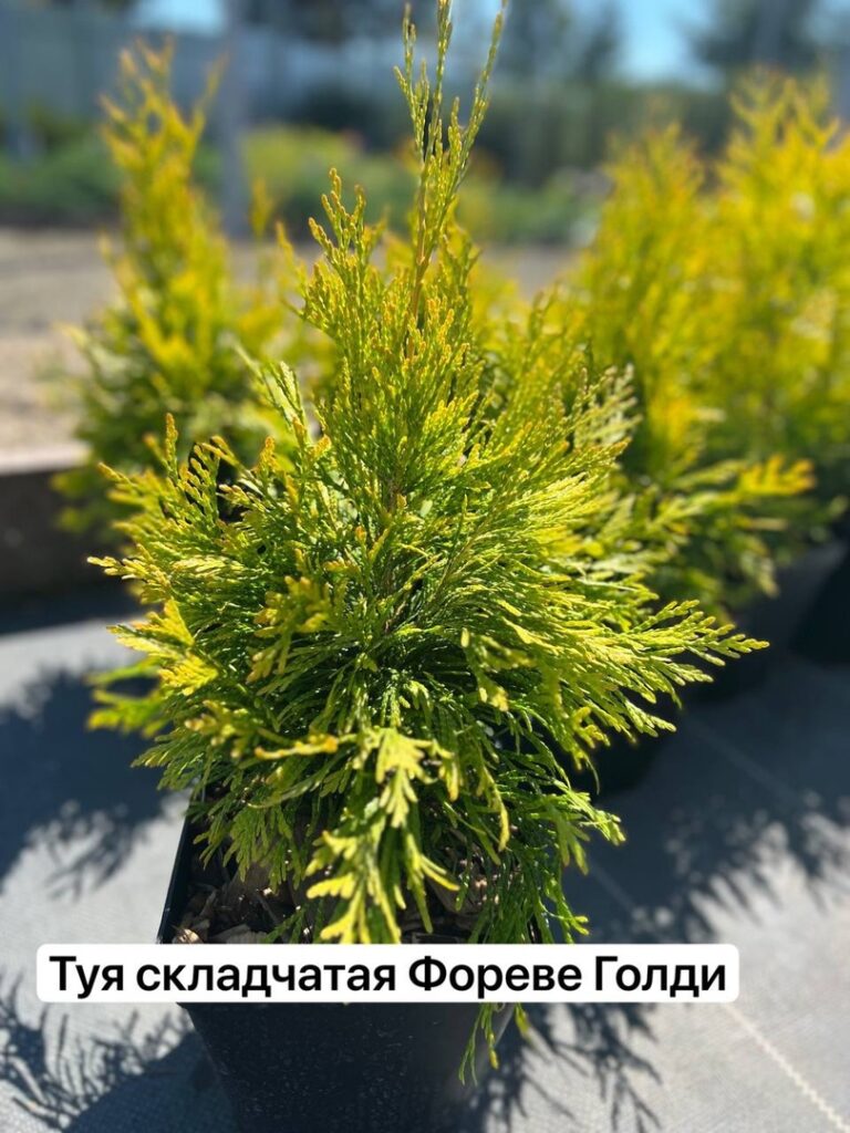 t4GoJjQs9Ew (1)