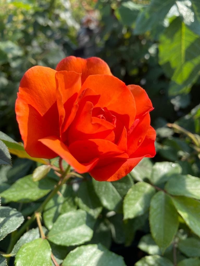 z37WzXOiblk (1)