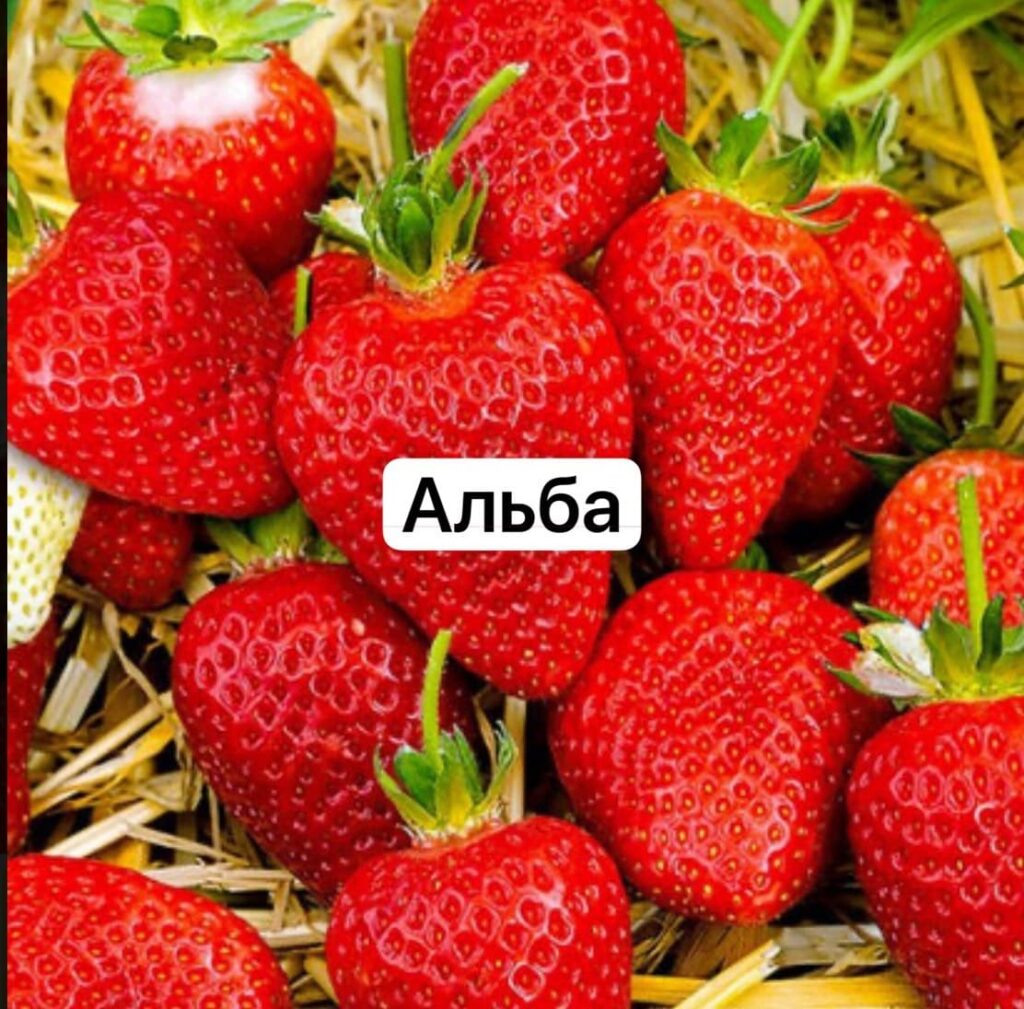 Клубника